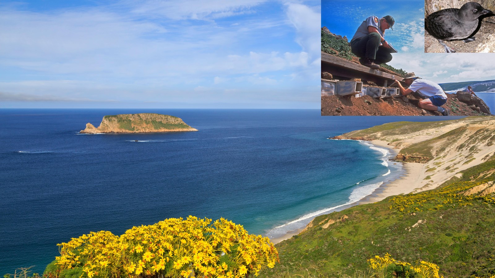 Small islet in crescent bay. Inset: Park staff monitoring seabirds on steep hillside with nest boxes