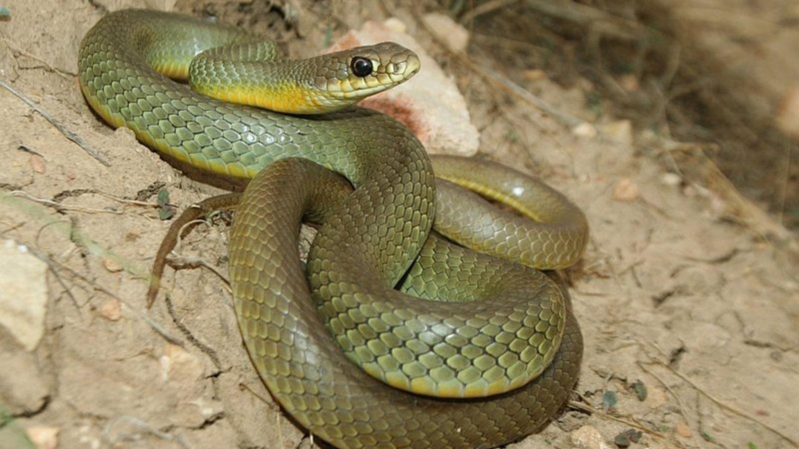 yellow and green snake curled up on rock