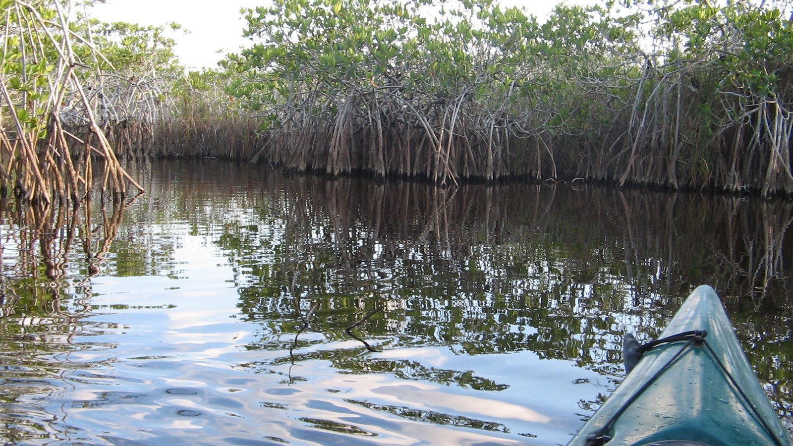 From the bow of a green kayak, the prop roots of a red mangrove tree reach into the calm water