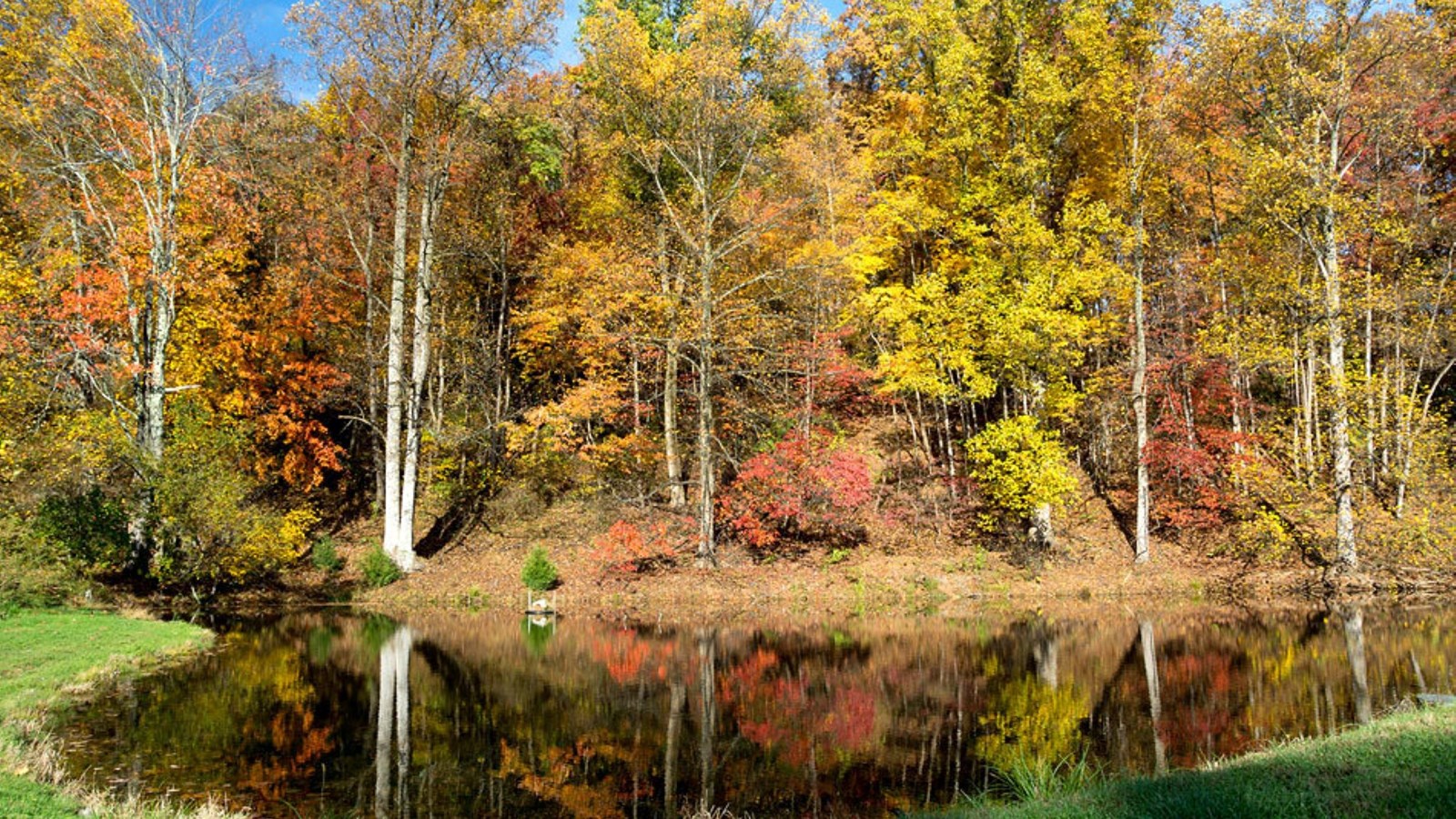 A small pond in front of a fall forest.