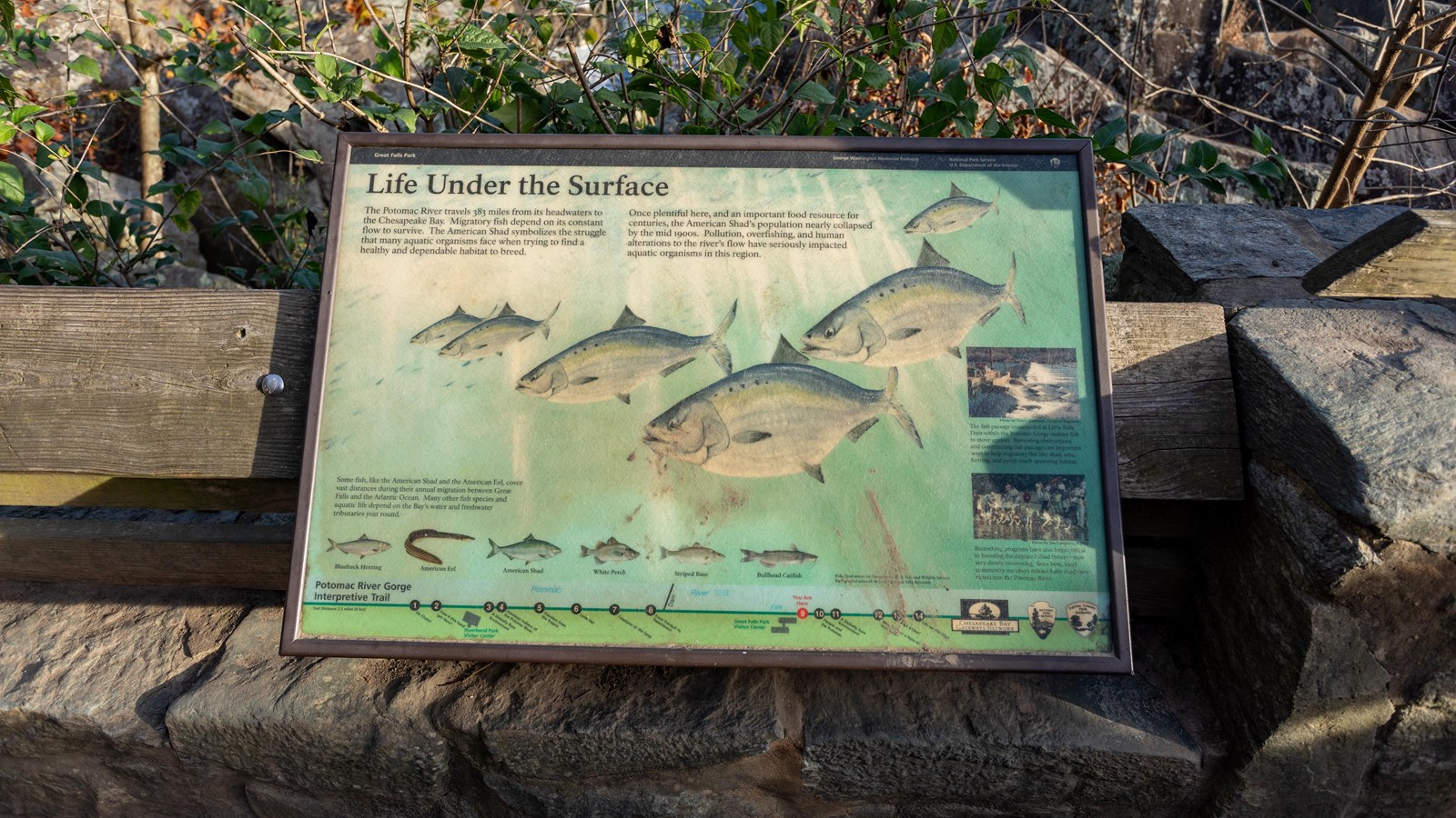 Six fish with large stomachs are pictured on the panel swimming in light green water.