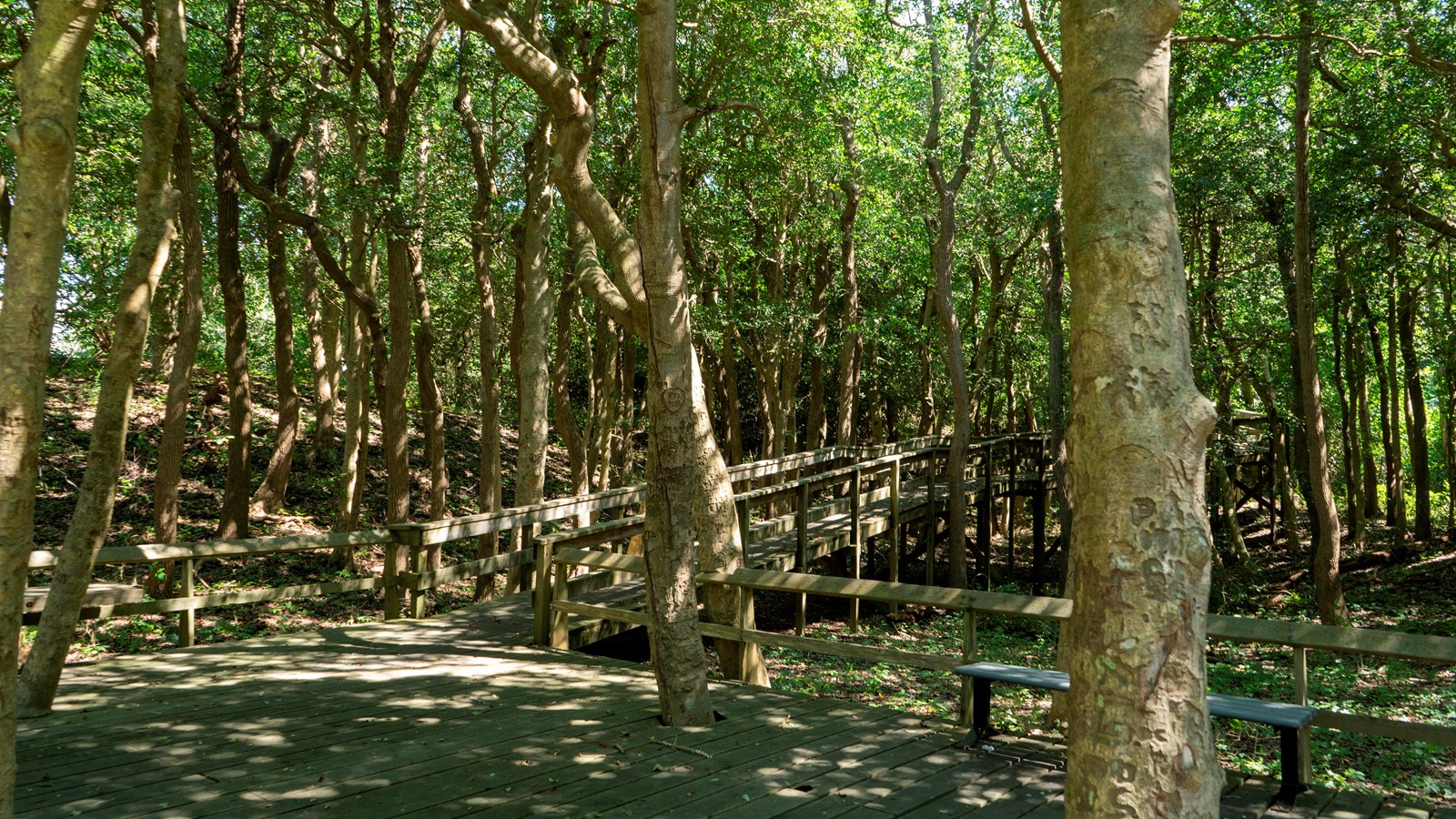 A large wooden platform gives way to a boardwalk trail. Trees are interspersed through the platform.