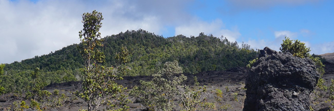 Forested cinder cone with a black lava tree in the foreground