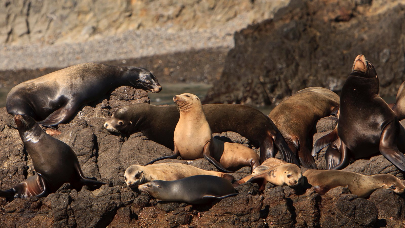 California sea lions, large torpedo shaped animals with flippers, on rocks