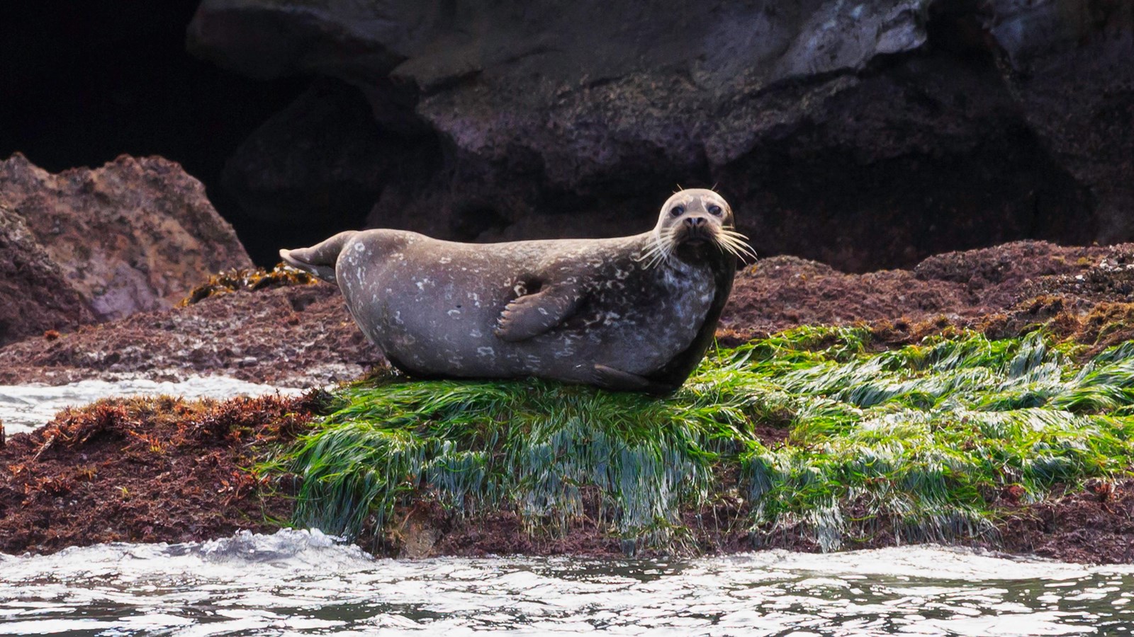 Common Seals Habitat Common Seals Habitat