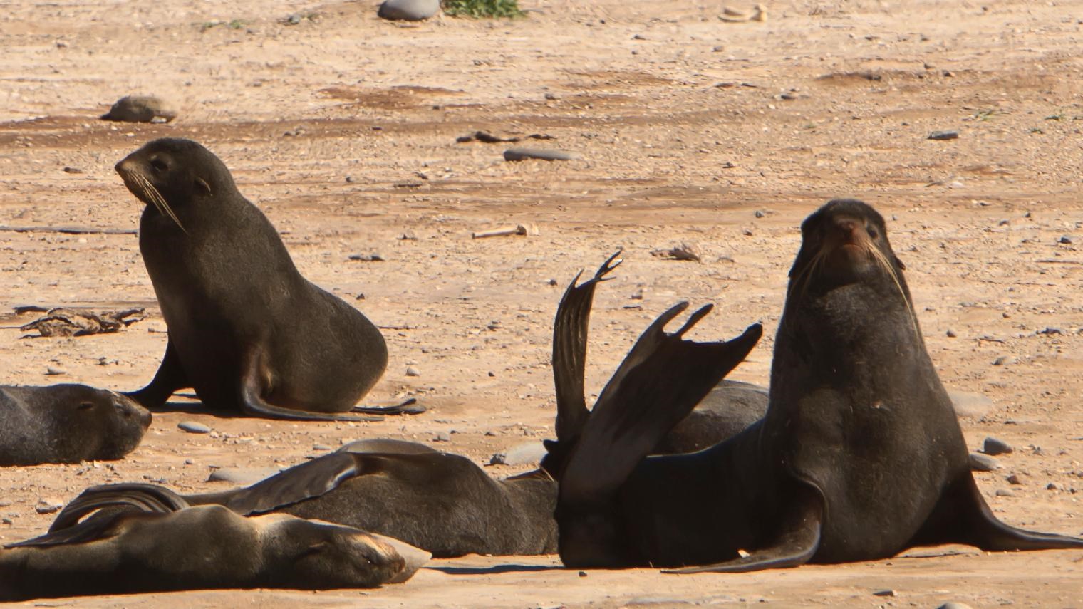 Northern Fur Seal (U.S. National Park Service)