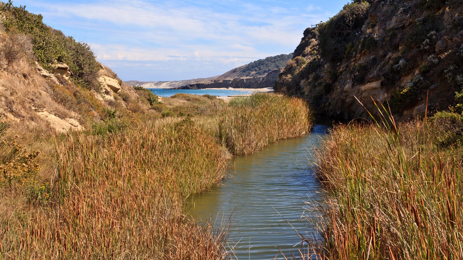 Stream with reeds emptying to the ocean.