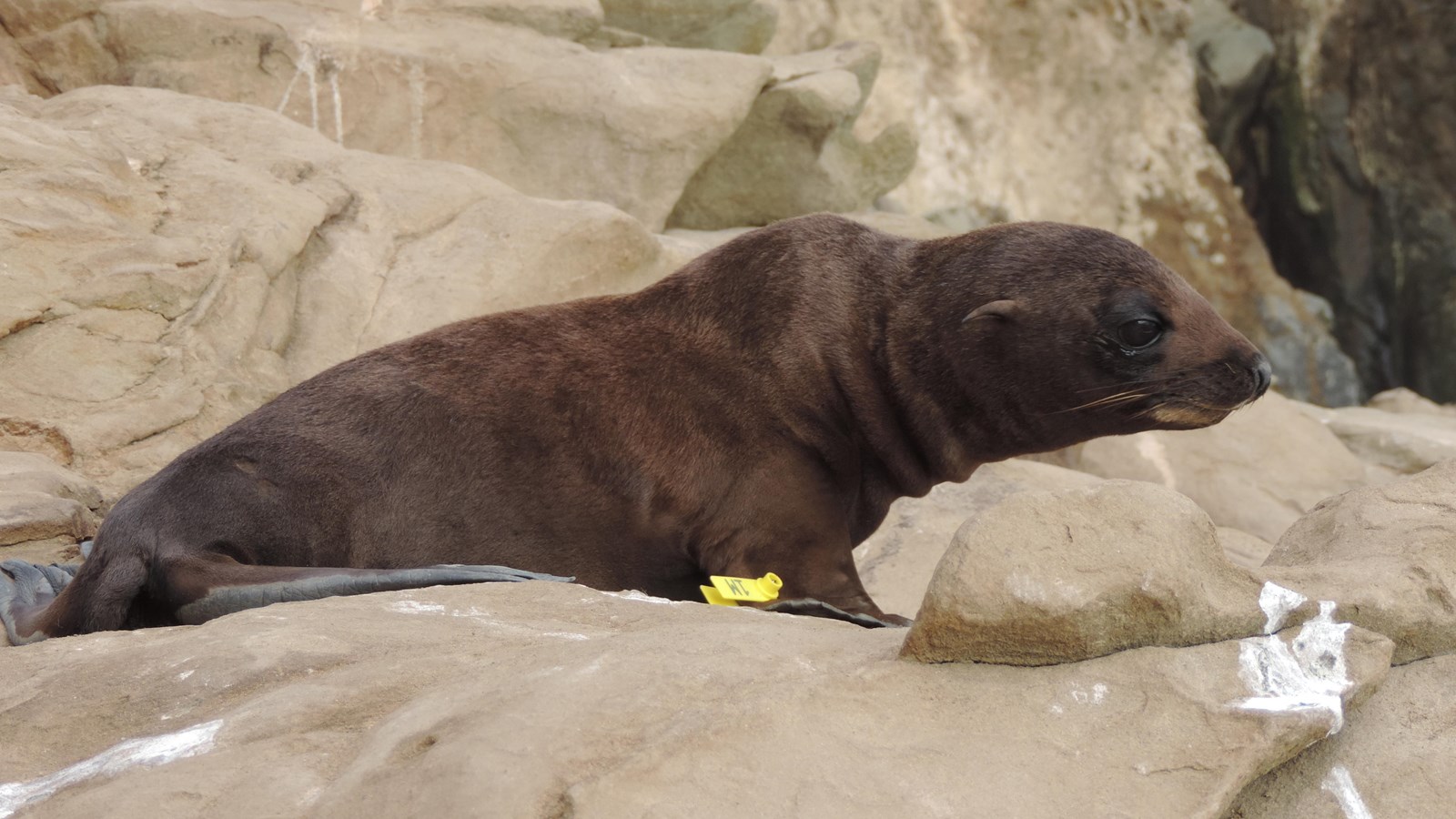 Guadalupe Fur Seal (. National Park Service)