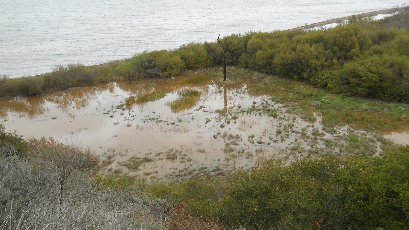 Flooded wetland area with large snag close to the beach and ocean.