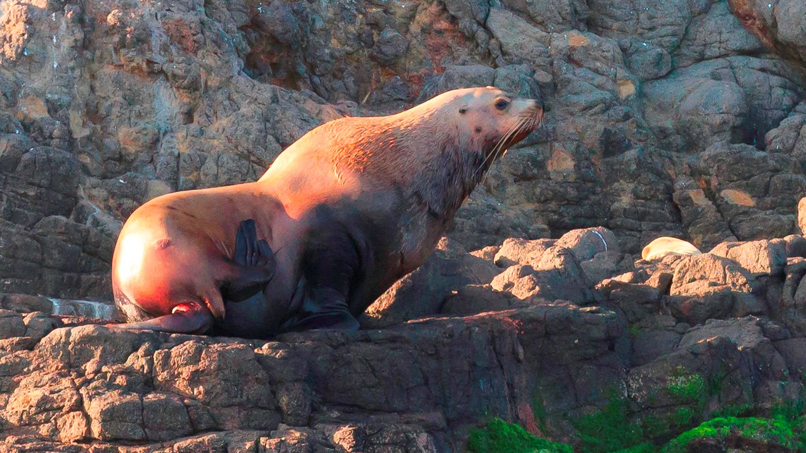 large torpedo shaped animal with flippers on rocks.