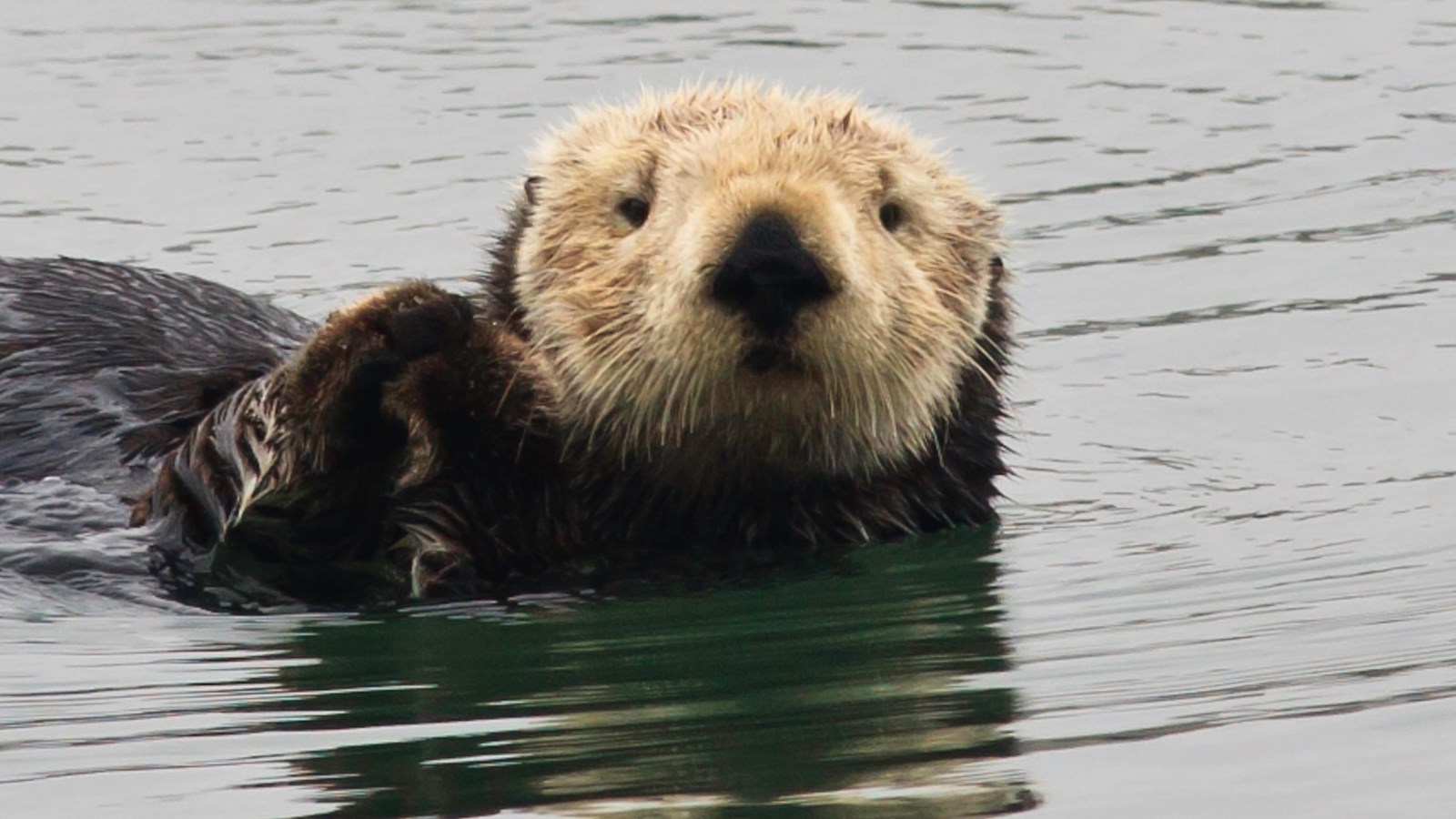 furry animal laying on its back in ocean