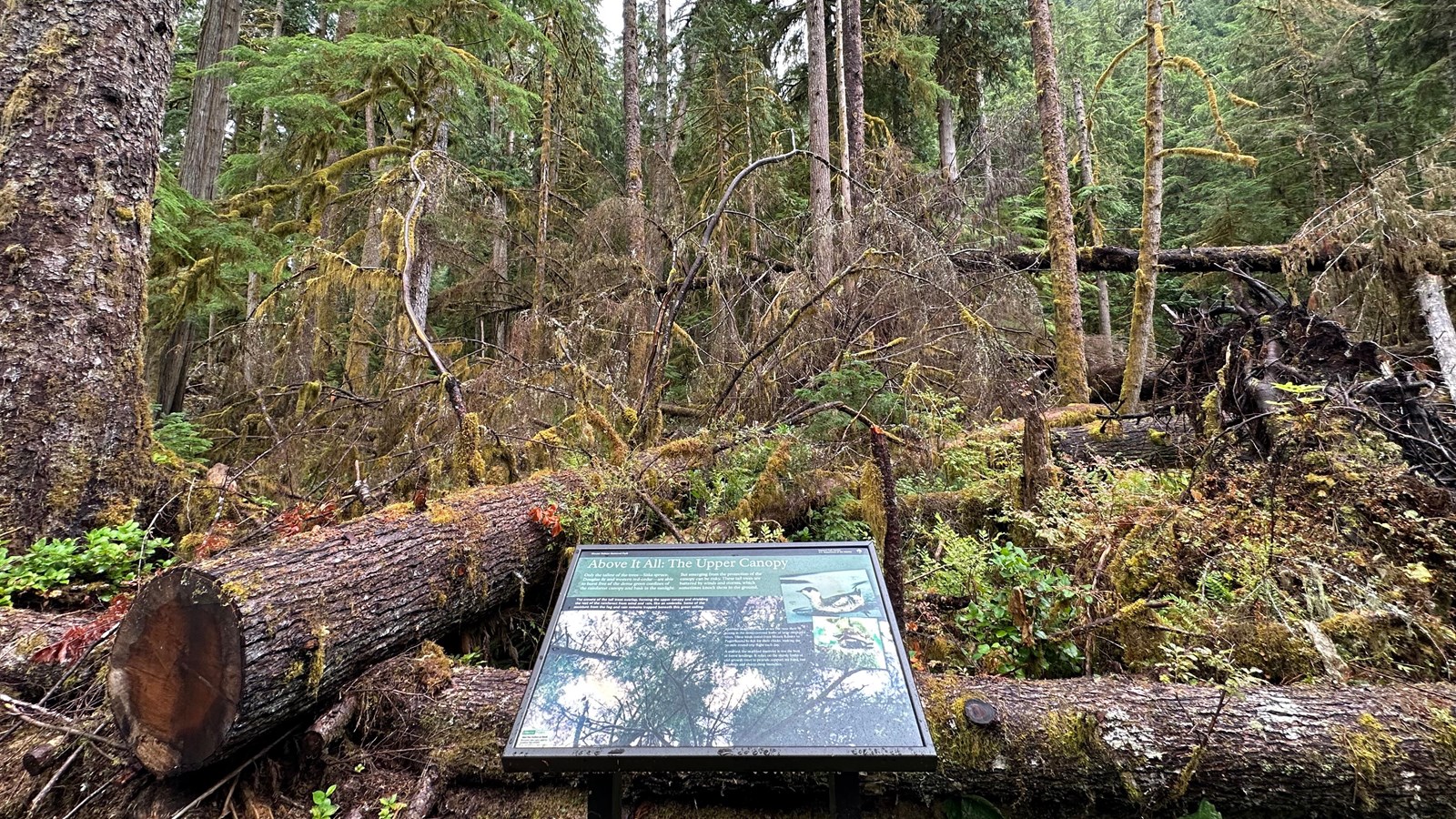 An exhibit panel in a metal stand in a forest with several fallen trees around it..