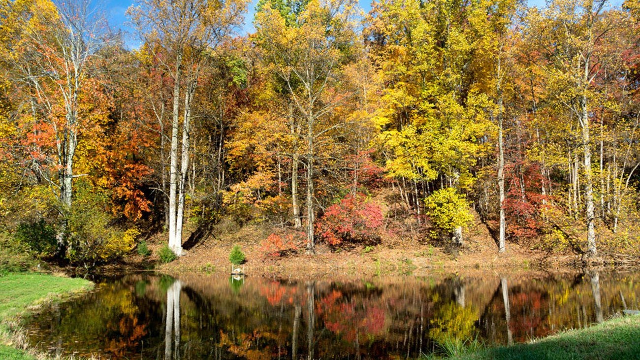 A small pond in front of an autumn forest.