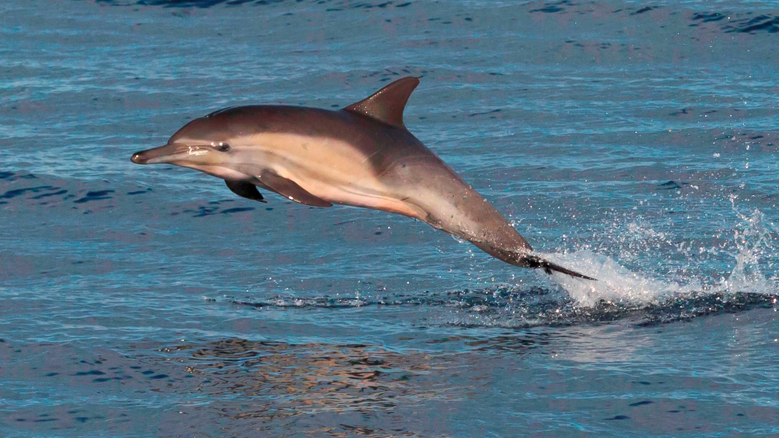 torpedo shaped animals with flippers in ocean