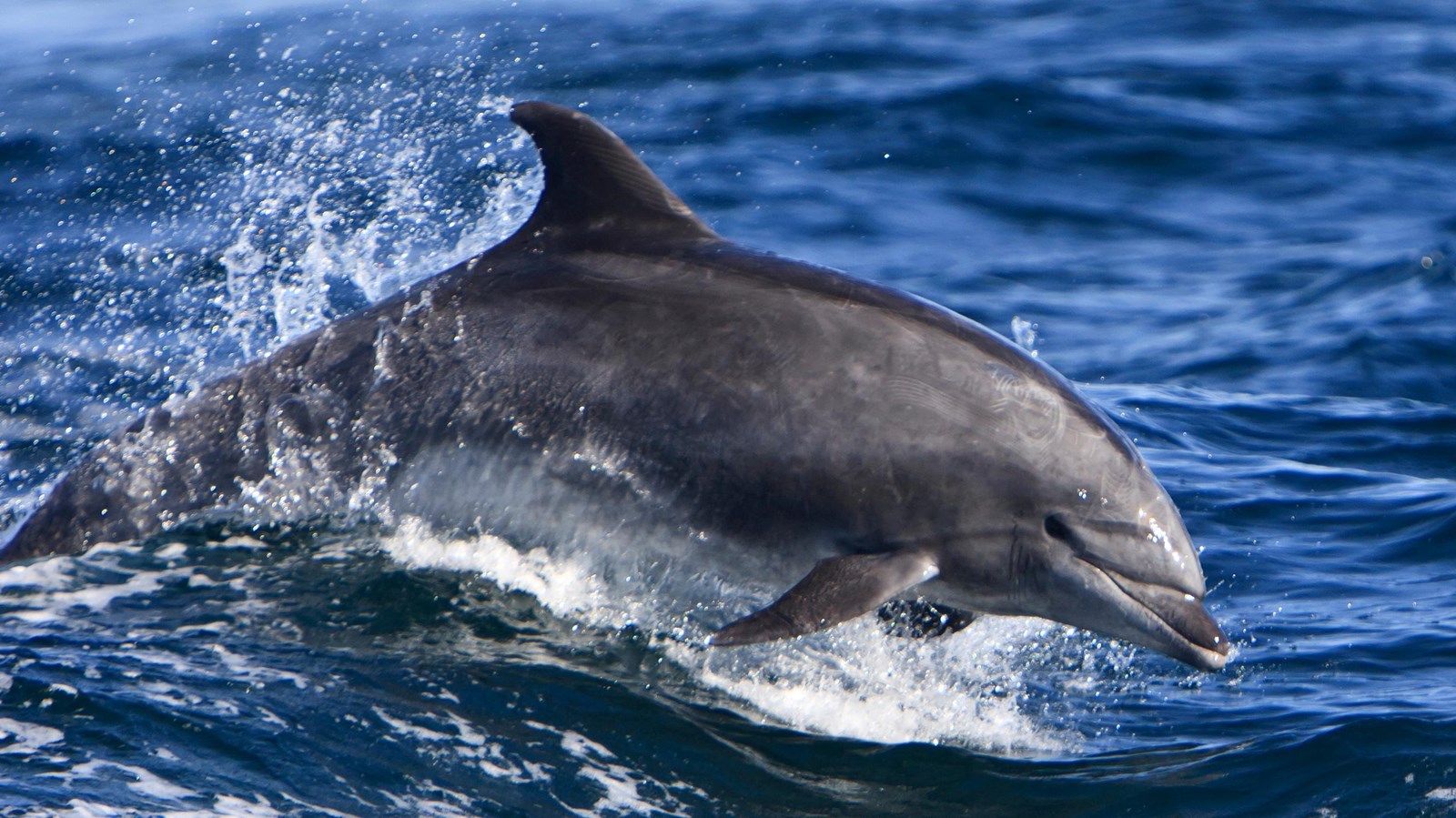 torpedo shaped animals with flippers in ocean