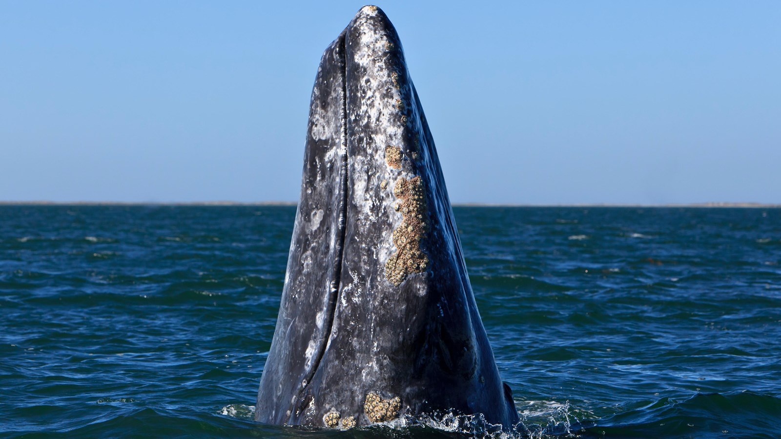 torpedo shaped animal with flippers in ocean