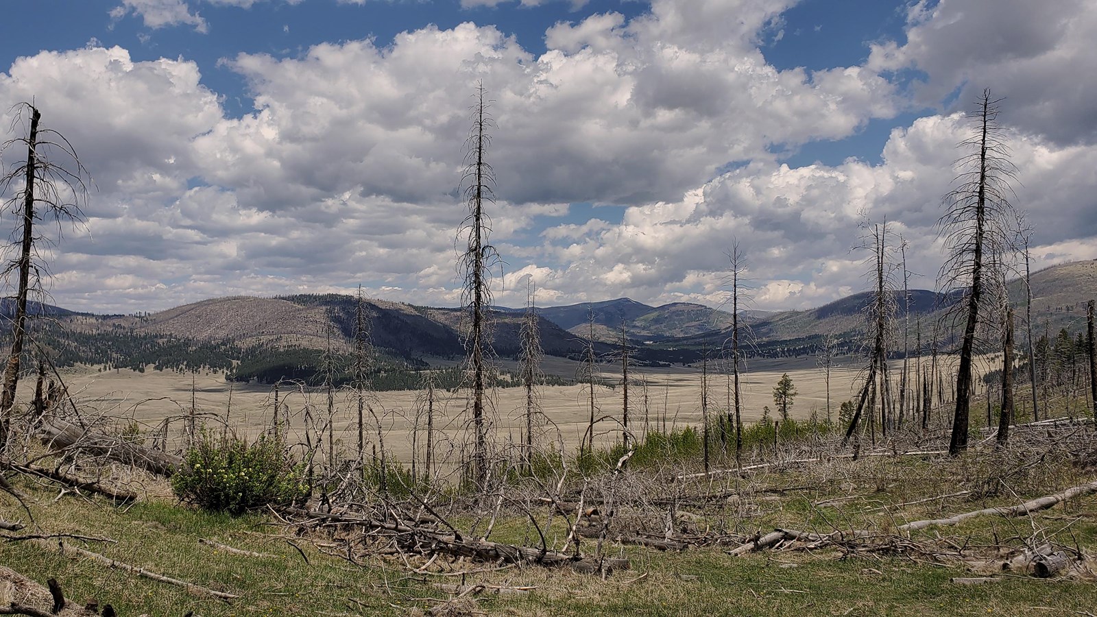 A view of a large greenish valley surrounded by mountains and dead trees with partly cloudy skies