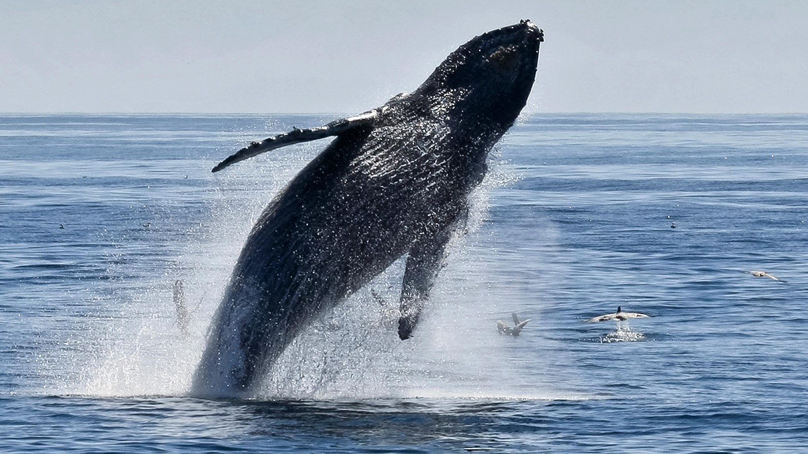 torpedo shaped animal with flippers jumping out of ocean