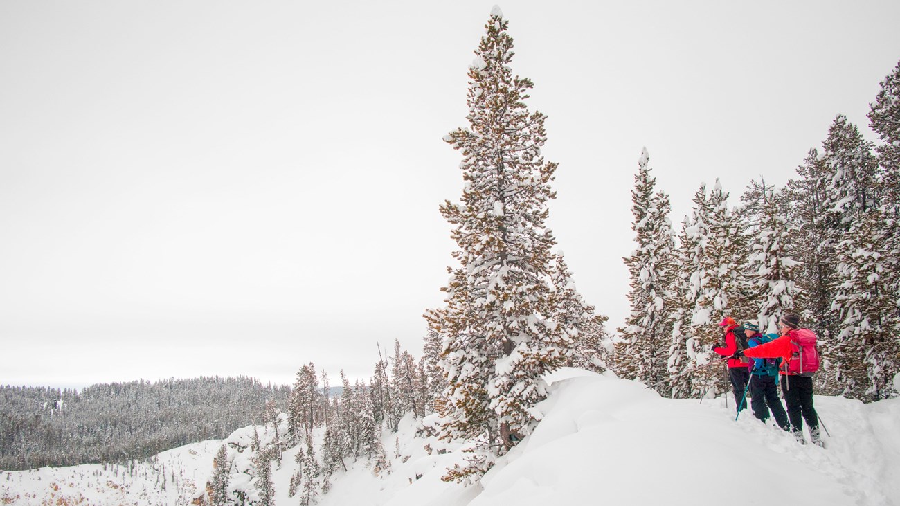 Skiers stop to admire the views of the Grand Canyon of the Yellowstone from the North Rim Trail.