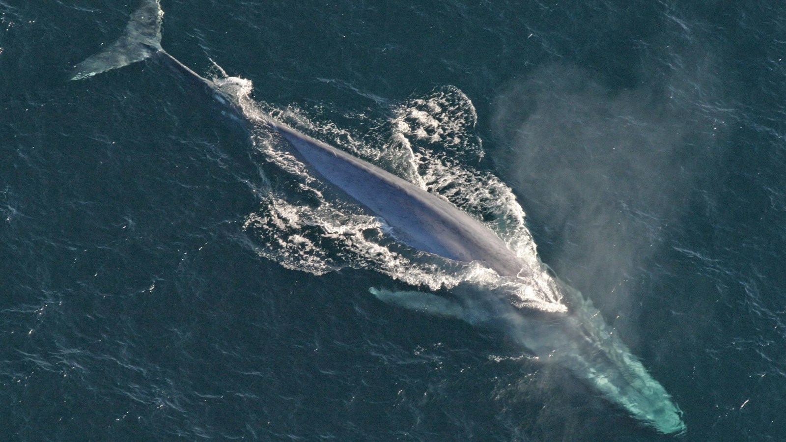 blue whales size