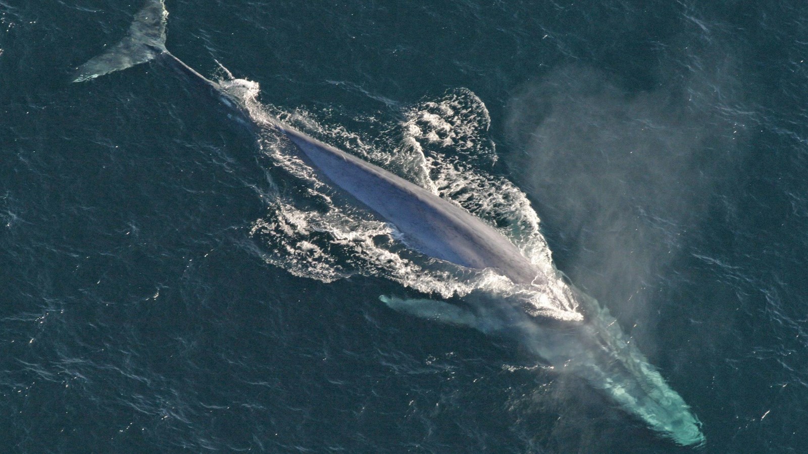 torpedo shaped animal with flippers in ocean