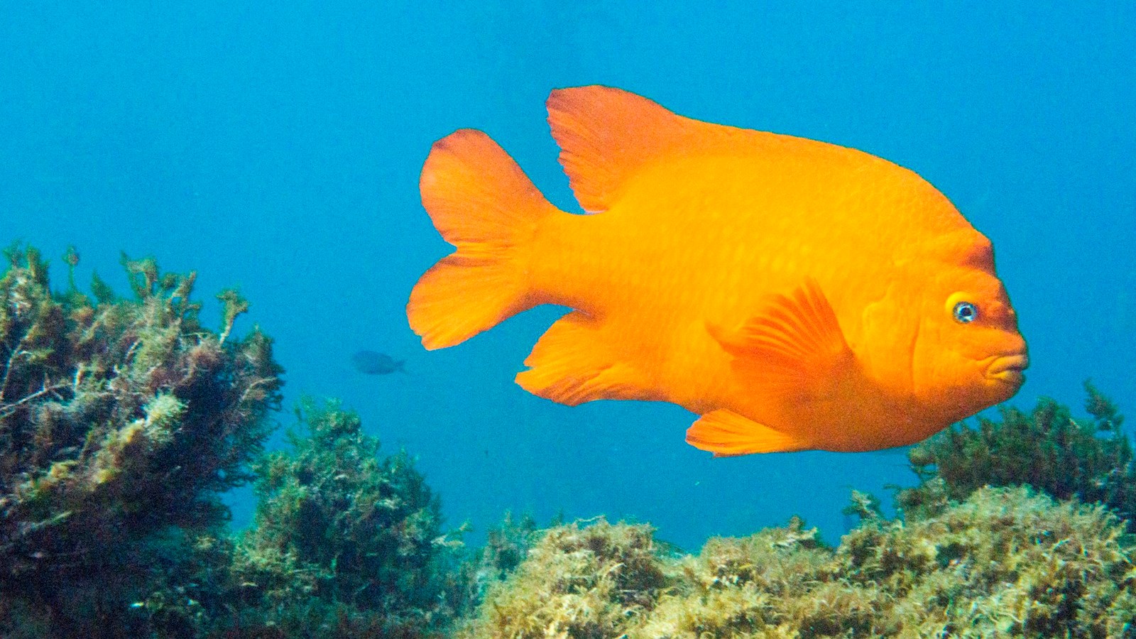 orange fish swimming near rocks