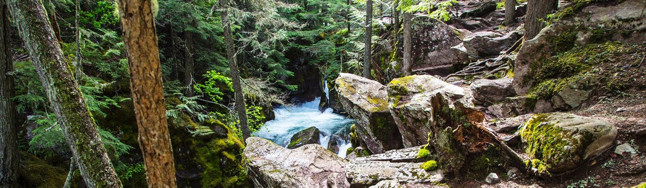 Rocky trail along creek in dense mossy forest 