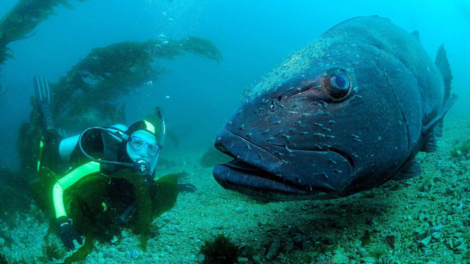 large fish with large eye looking at diver