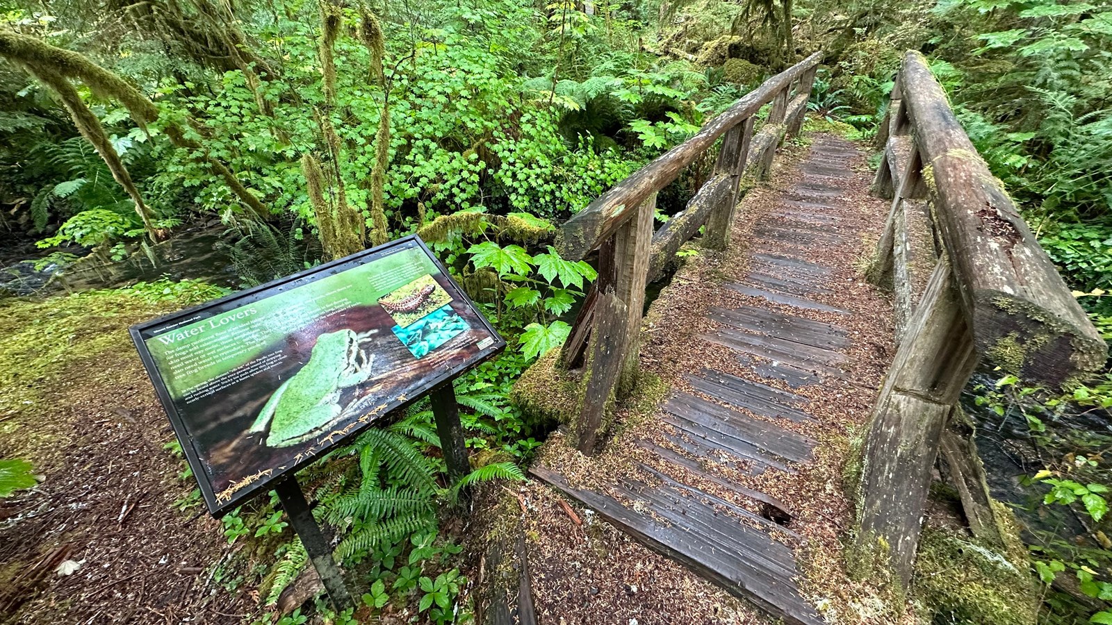 An exhibit panel in a metal frame next to a foot bridge over a creek surrounded by forest.