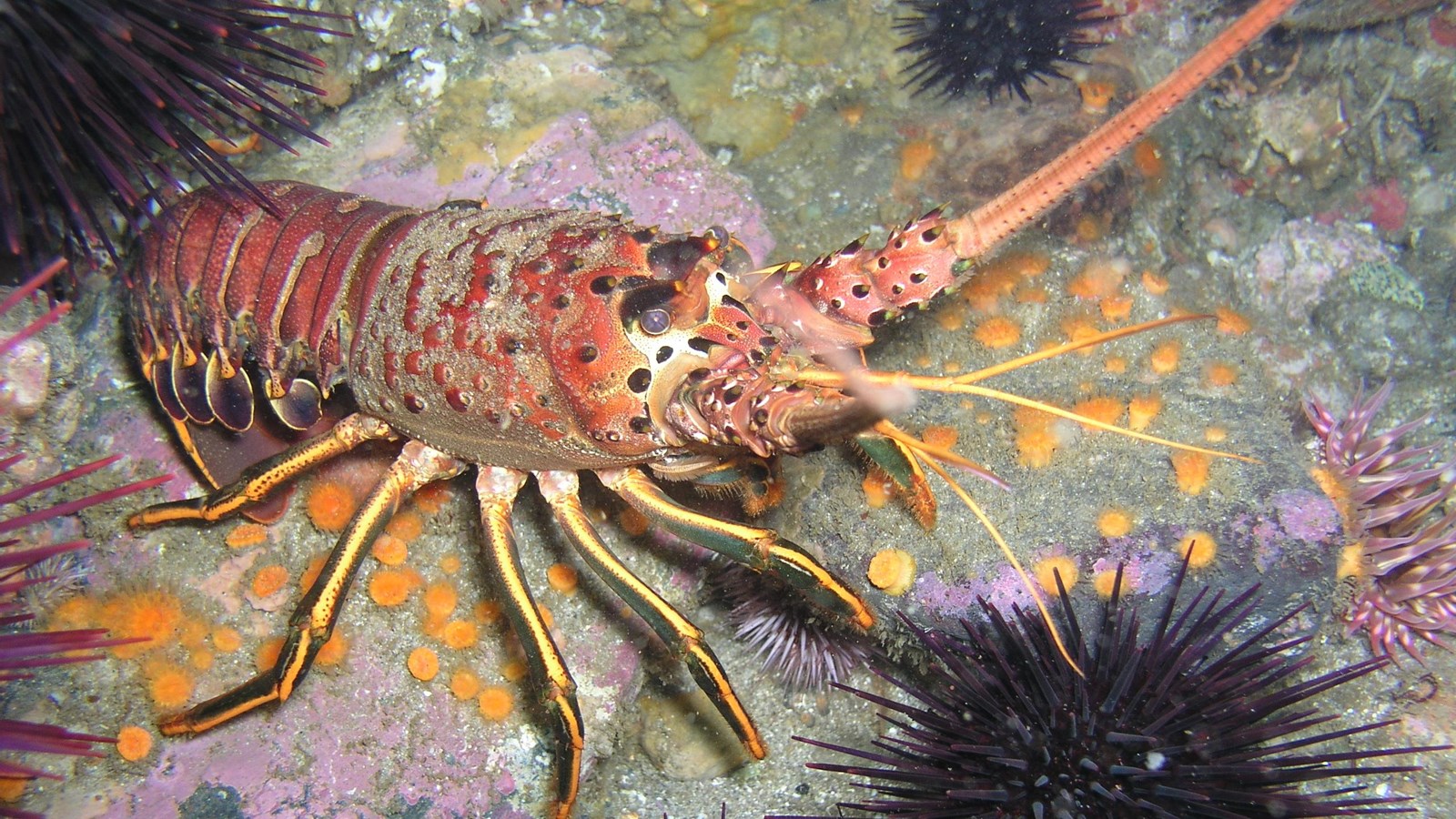 California Spiny Lobster (U.S. National Park Service)