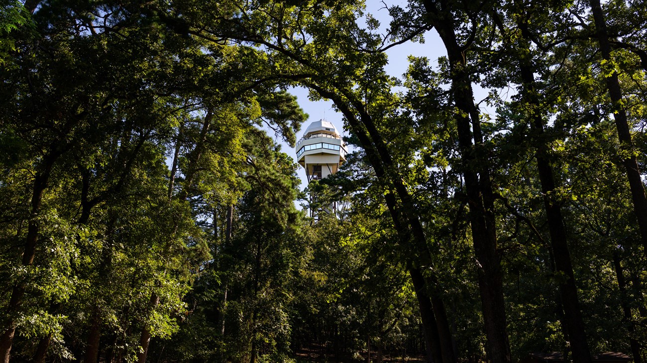 Dense wooded area with a tall mountain observation tower at the peak of the mountain.