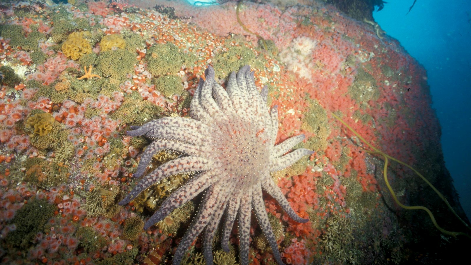 sea star on rock