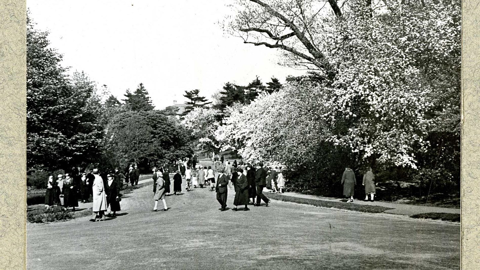 Black and white of group of people walking along road with trees and shrubs on both sides