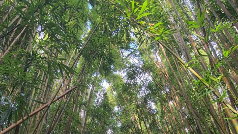 A canopy of bamboo rises from the left and right blocking out the blue sky above.