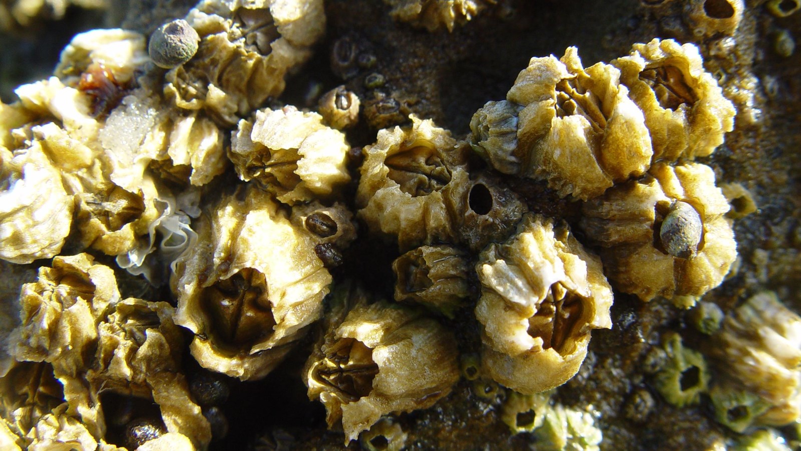 Volcano shaped shells clustered together on rock. 