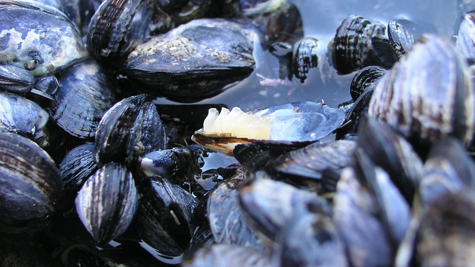 Shelled animals anchored to rocky shoreline. 