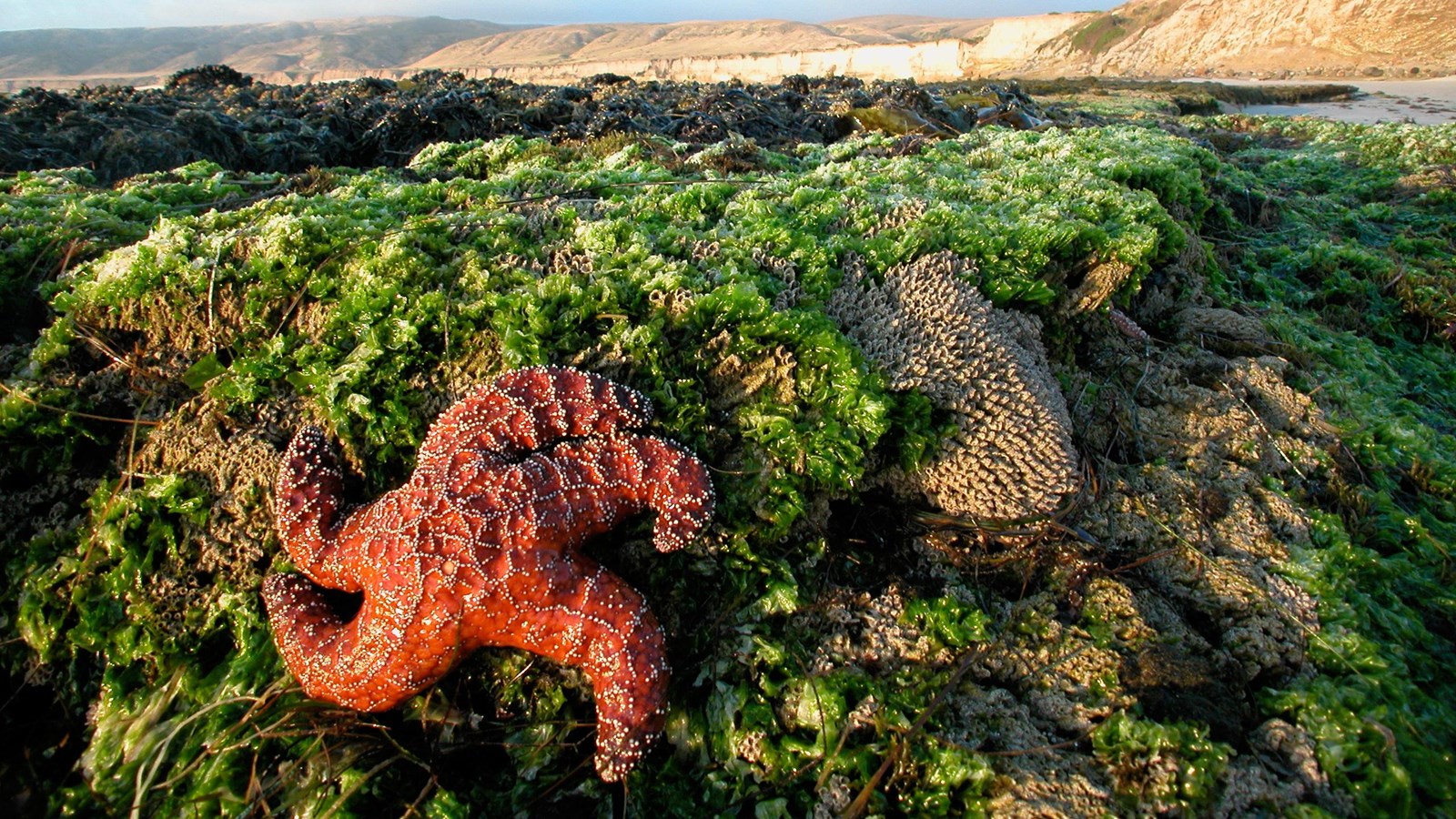 Honeycombed worm shells on rock with 5 armed sea star. 
