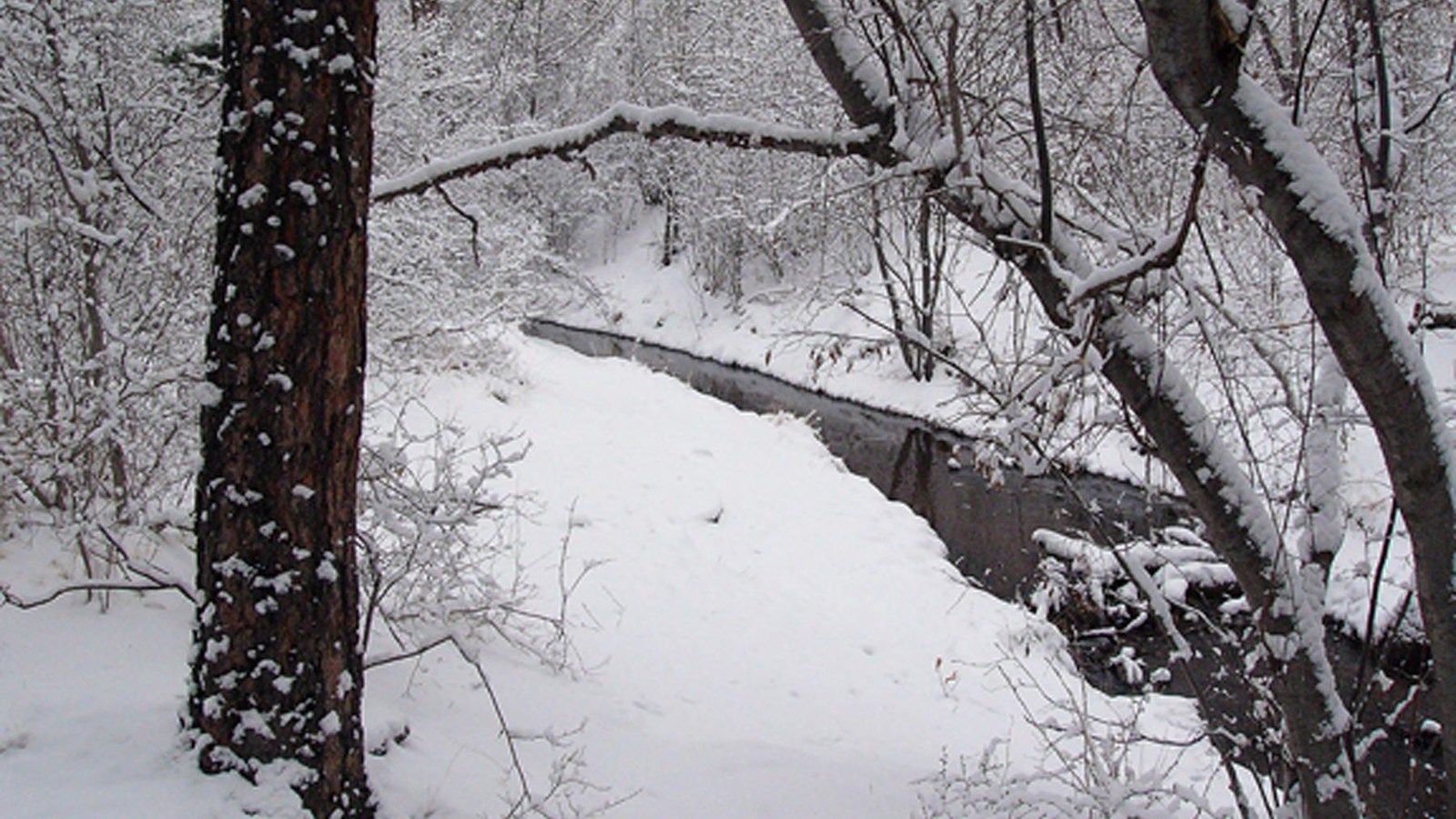 a stream surrounded by white snow and dark tree trunks and bushes