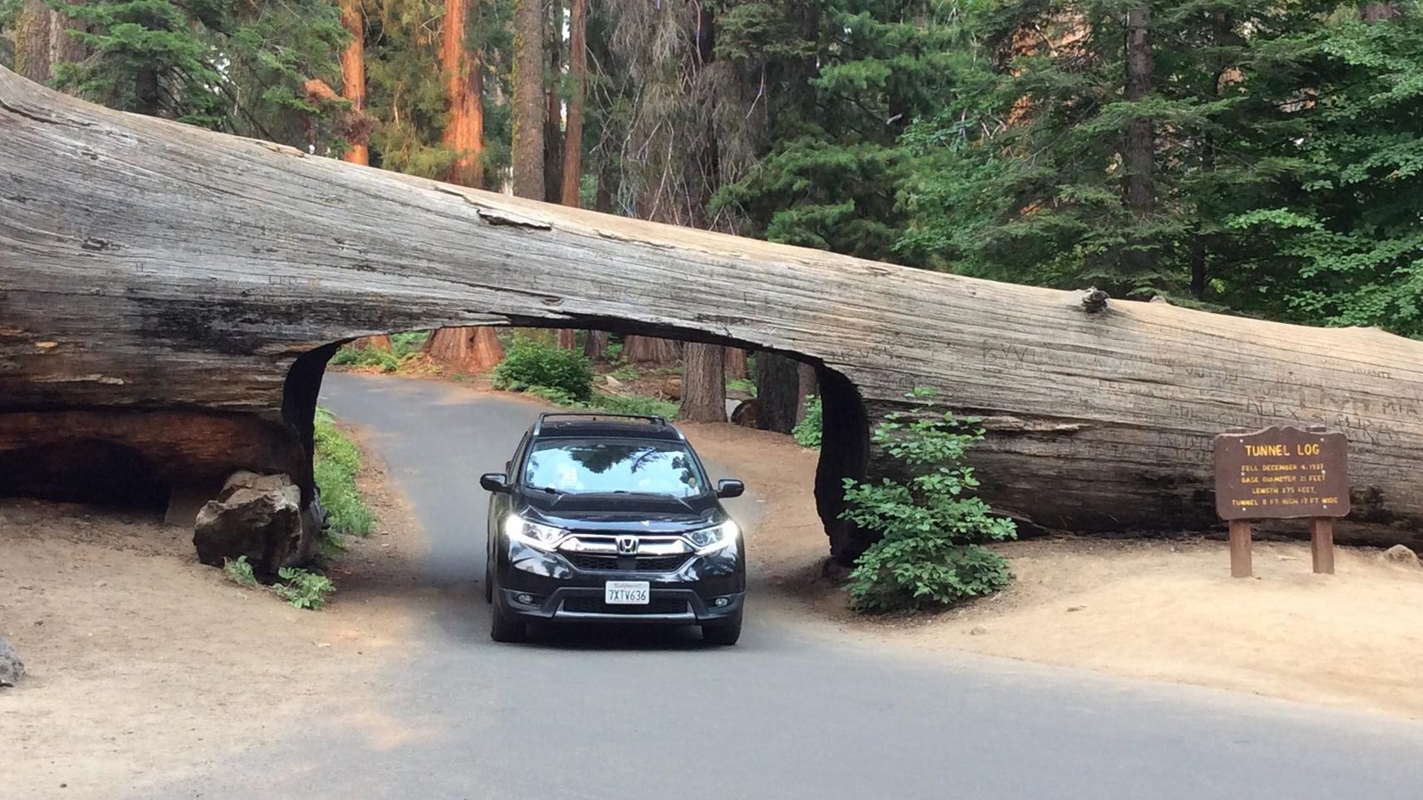 A car drives through a fallen sequoia with a tunnel cut through it.