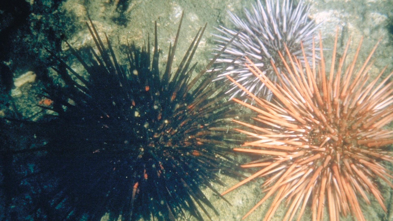 Spiney animal like a pin cushion attached to rock. 