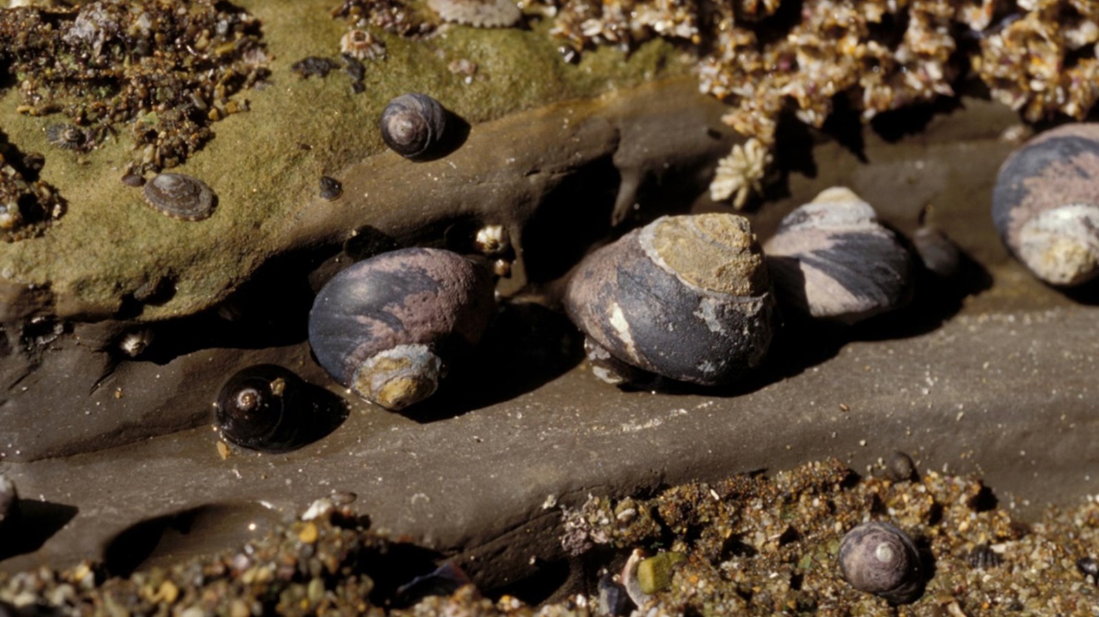 Small conical shaped snail shells on rocky ledge with barnacles. 