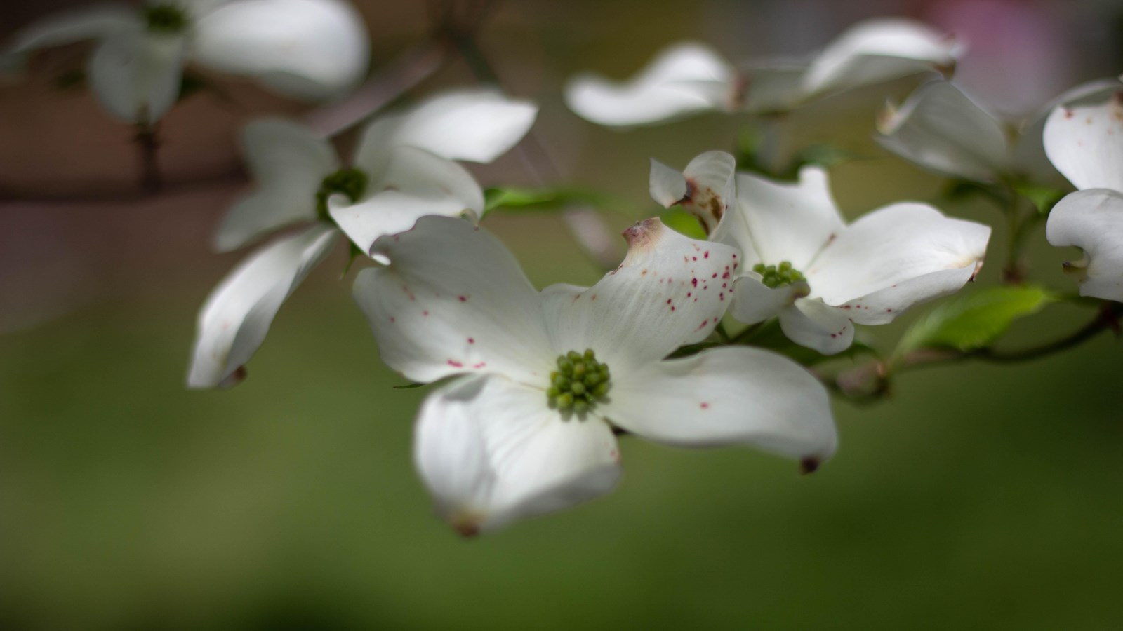 A cluster of white flowers with four petals each.