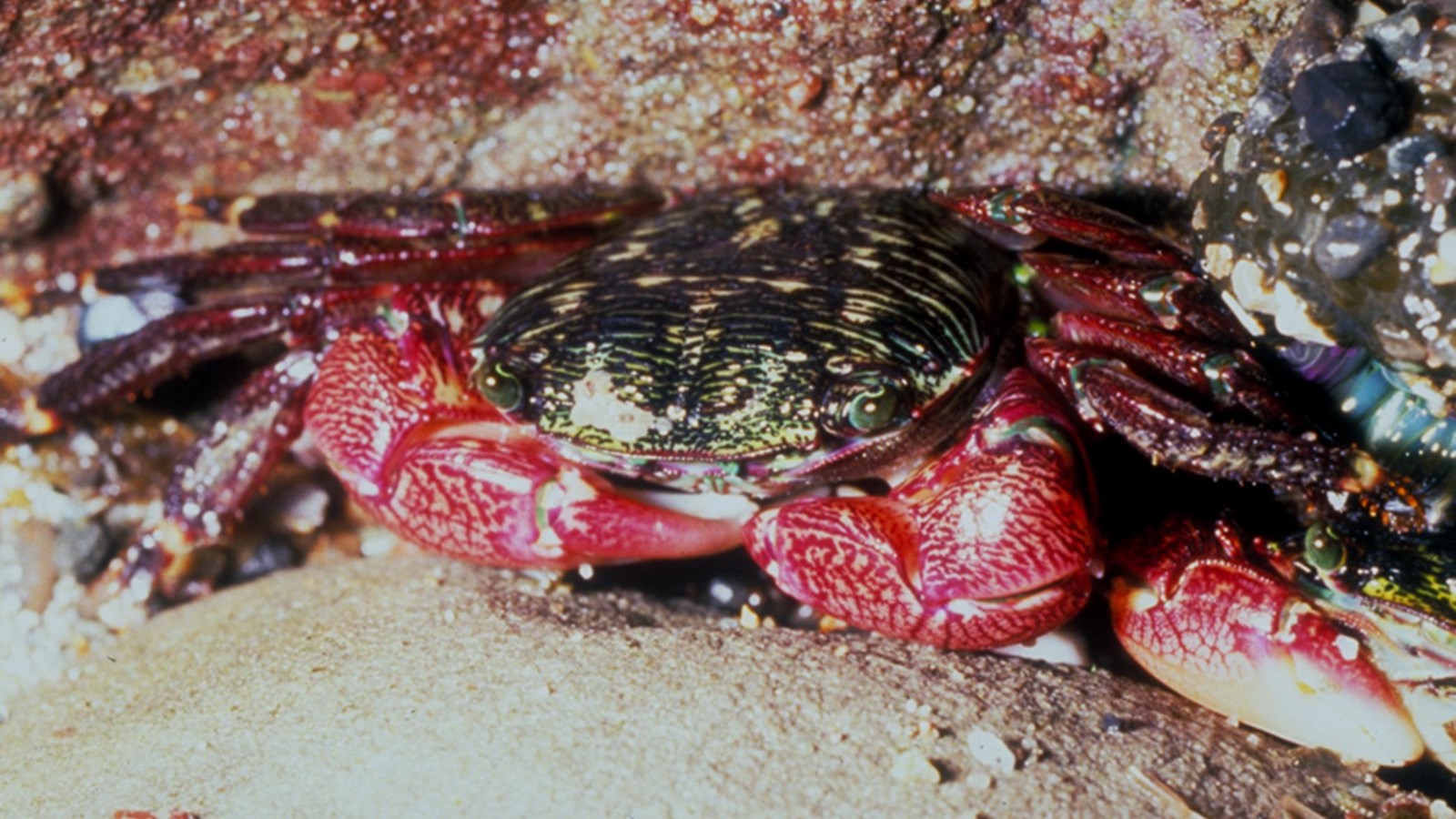 Red and green crab with stripes hiding under rock. 