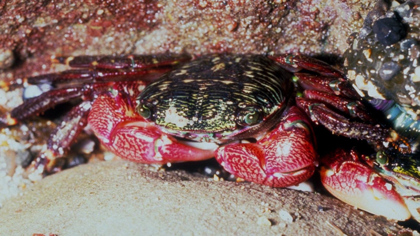Red and green crab with stripes hiding under rock.