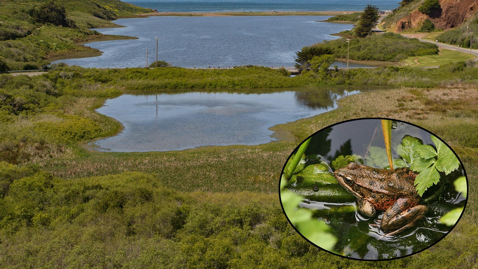 Colored photo of Rodeo Lagoon with the ocean in the distance, inset of California Red Legged frog