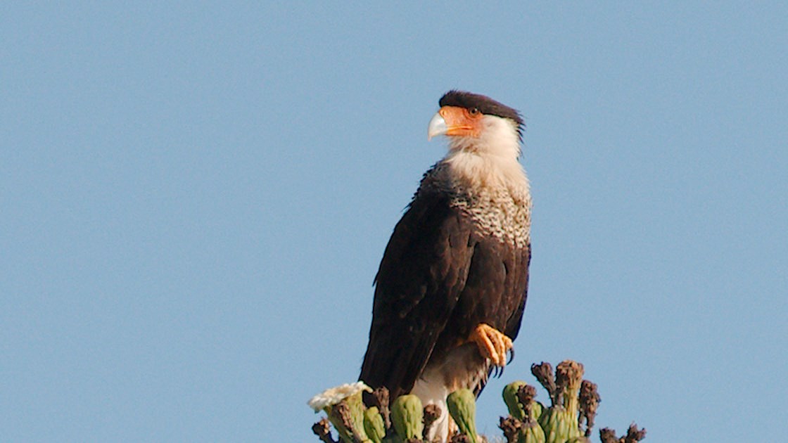 Raptor like bird with a brown body, white chest, and black 