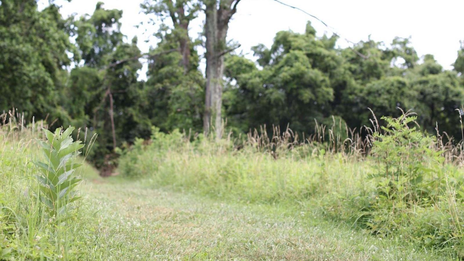 A color photograph of a path through a meadow stretching back to a forest.