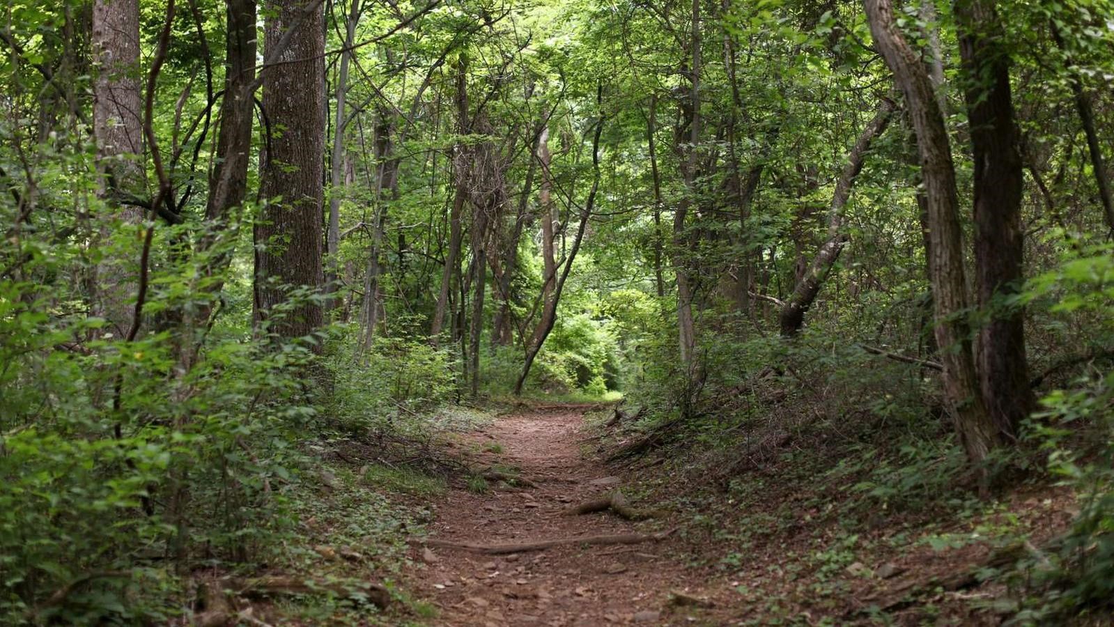 A color photograph of a trail leading straight through the woods.