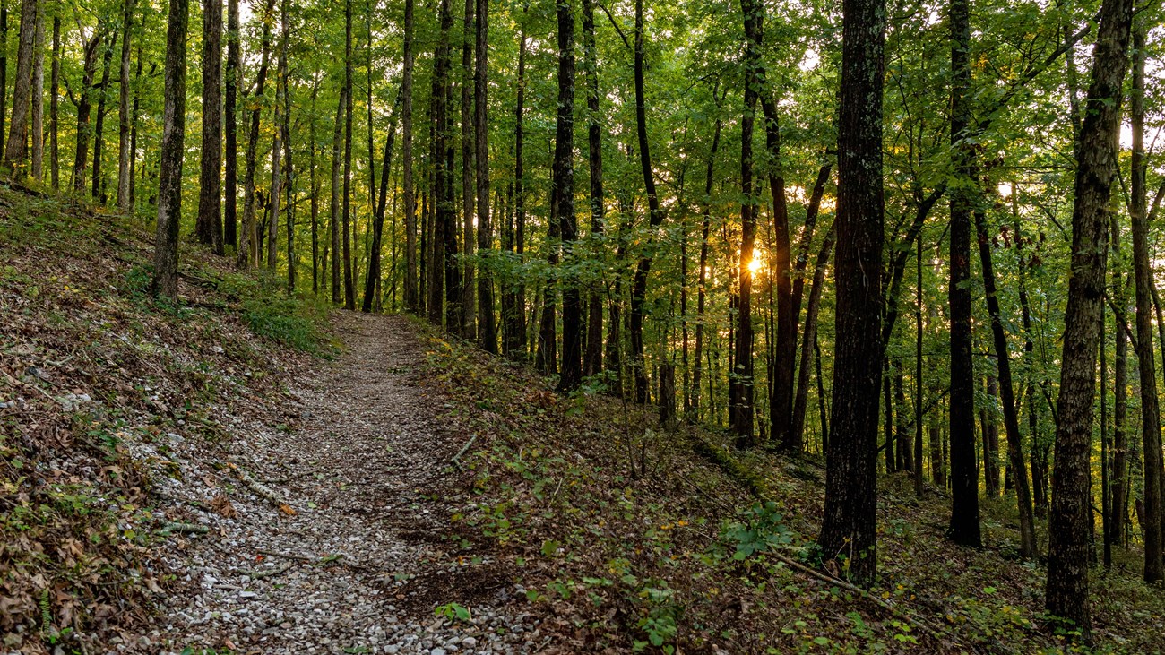 Hiking trail through a dense forest with the sun setting through the trees.