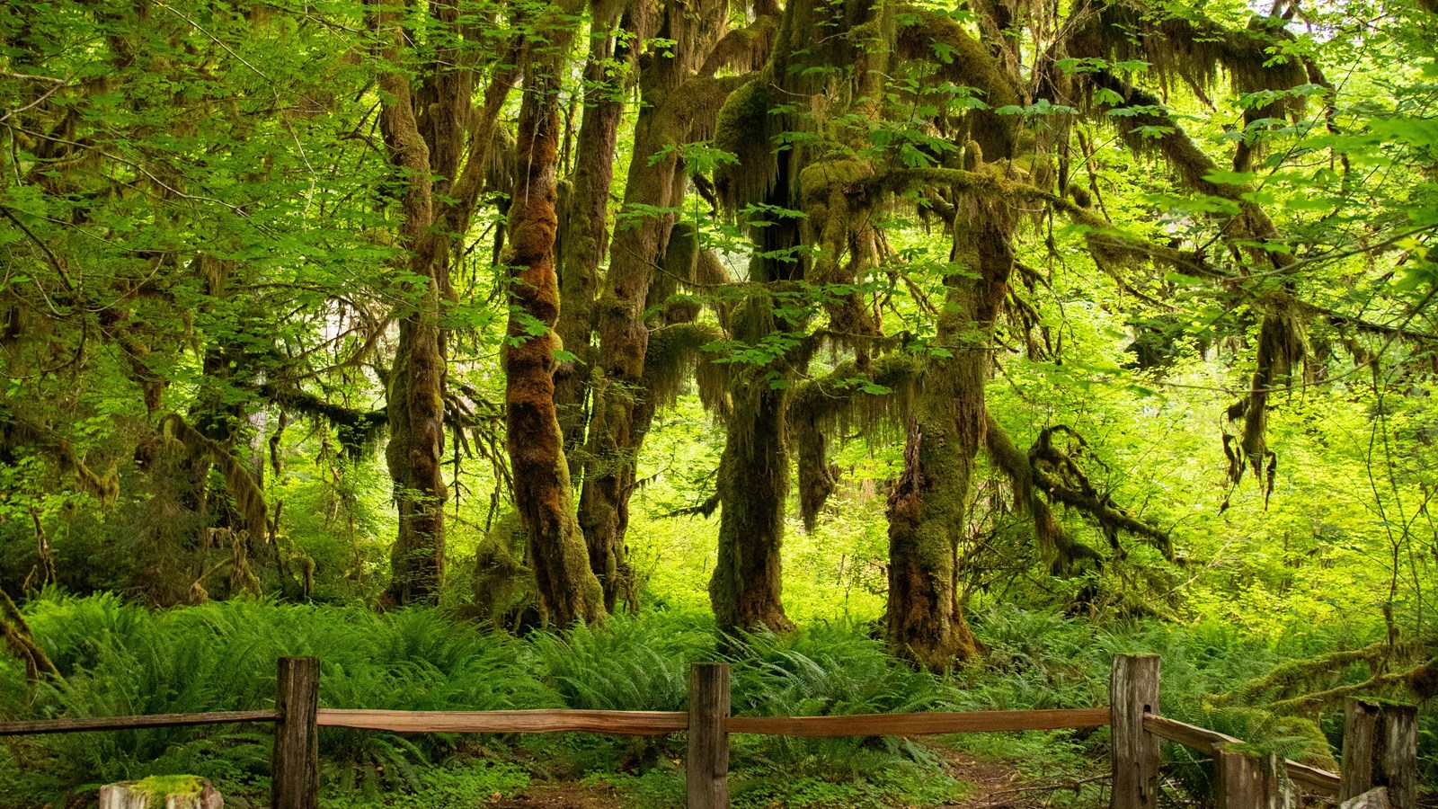 A grove of huge, moss-laden maple trees towers over a forest floor thick with ferns.